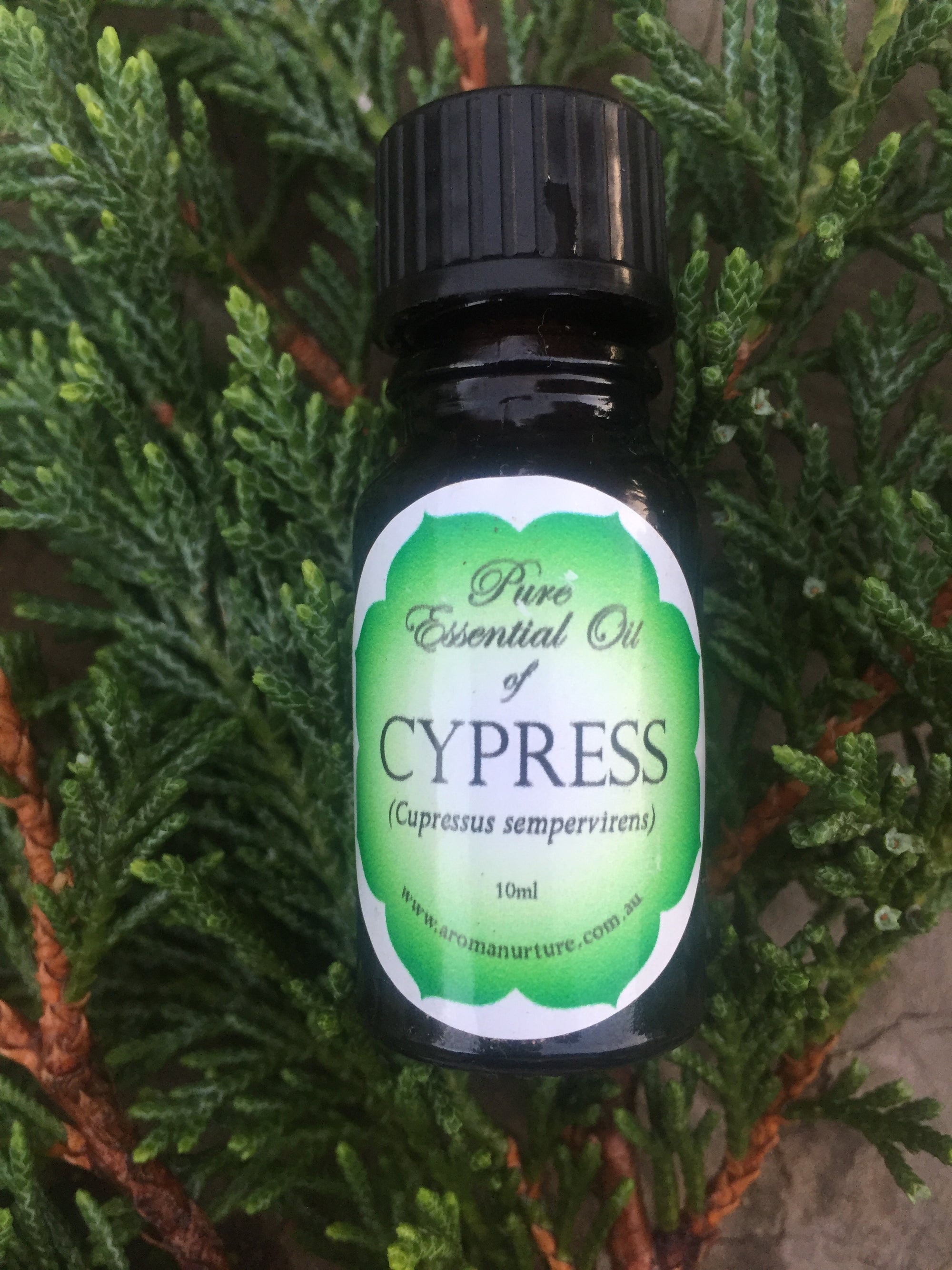 Pure essential oil of Cypress 10mls. (Cupressus sempervirens)