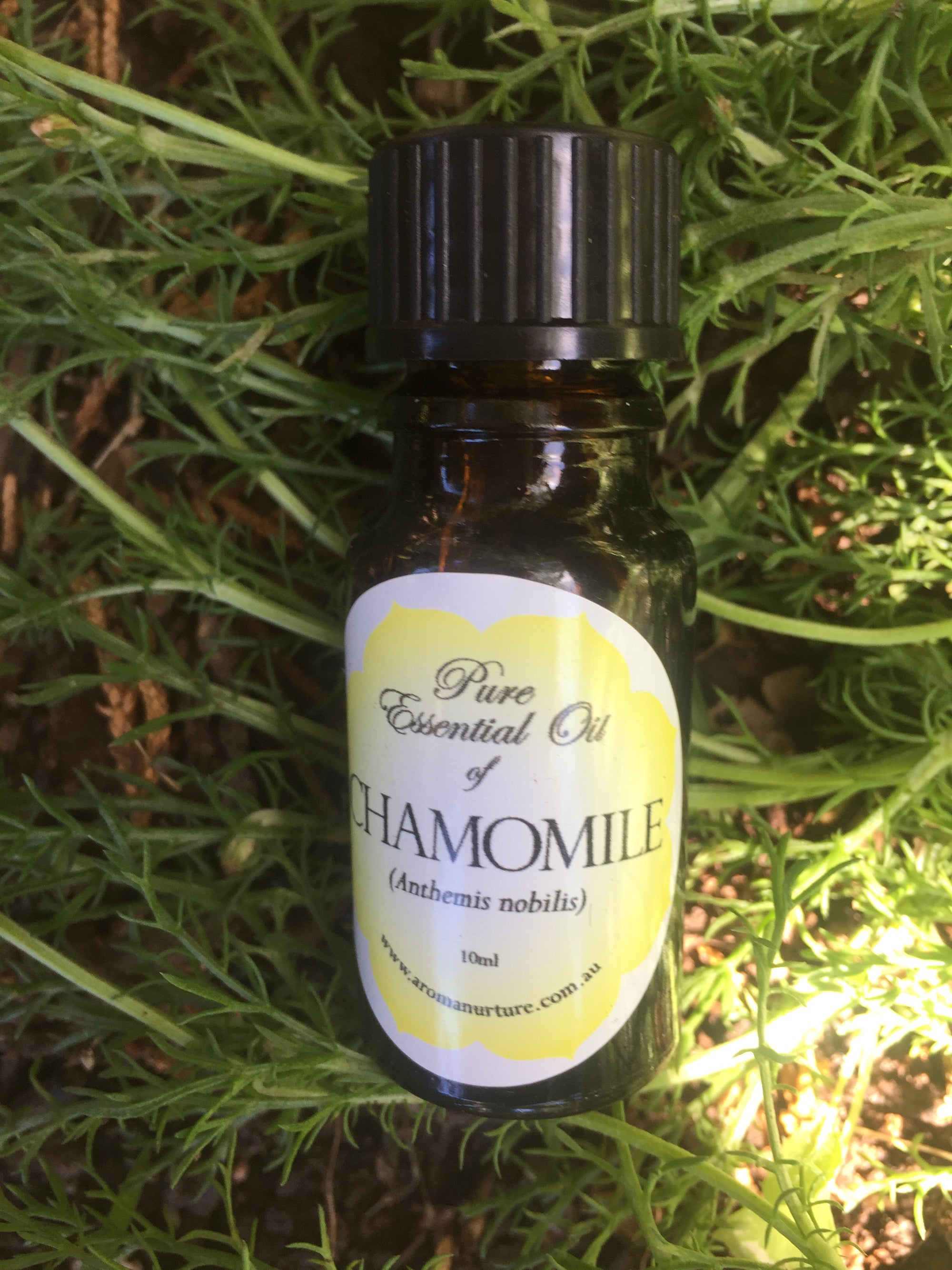 Pure Essential oil of Roman Chamomile 10mls. 3% in Jojoba. (Anthemis nobilis).