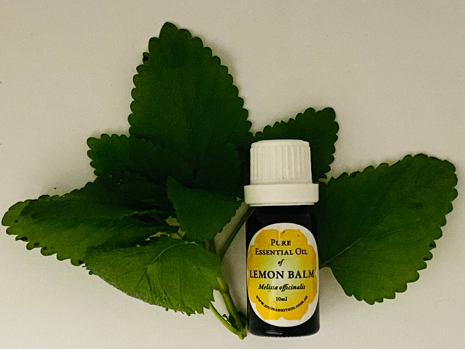 Pure essential oil of Lemon Balm 10mls.(Melissa officinalis) 3% in Jojoba.