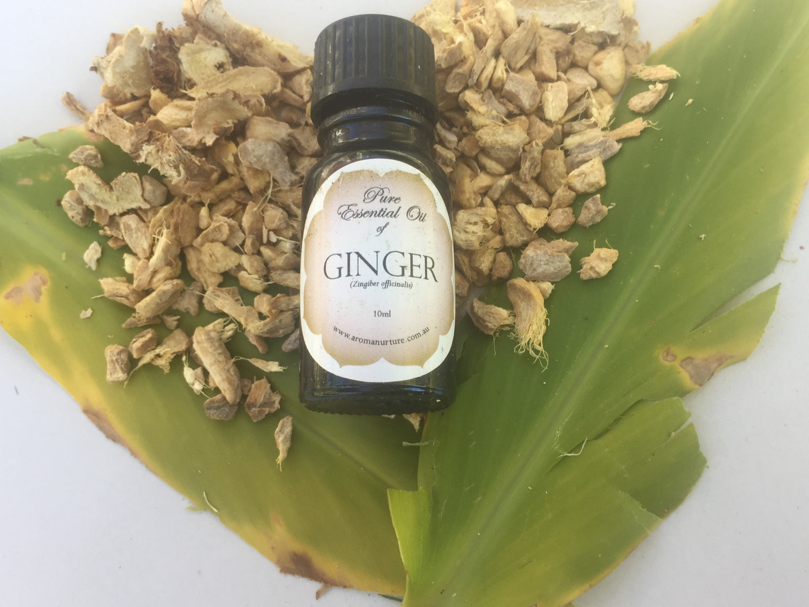 Pure essential oil of Ginger 10mls. (Zingiber officinale).