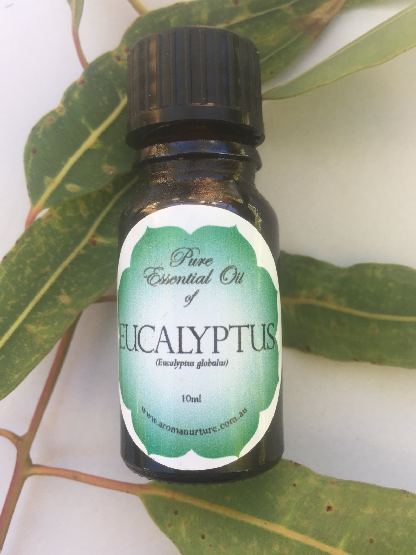 Pure essential oil of Eucalyptus 10mls.(Eucalyptus globulus).