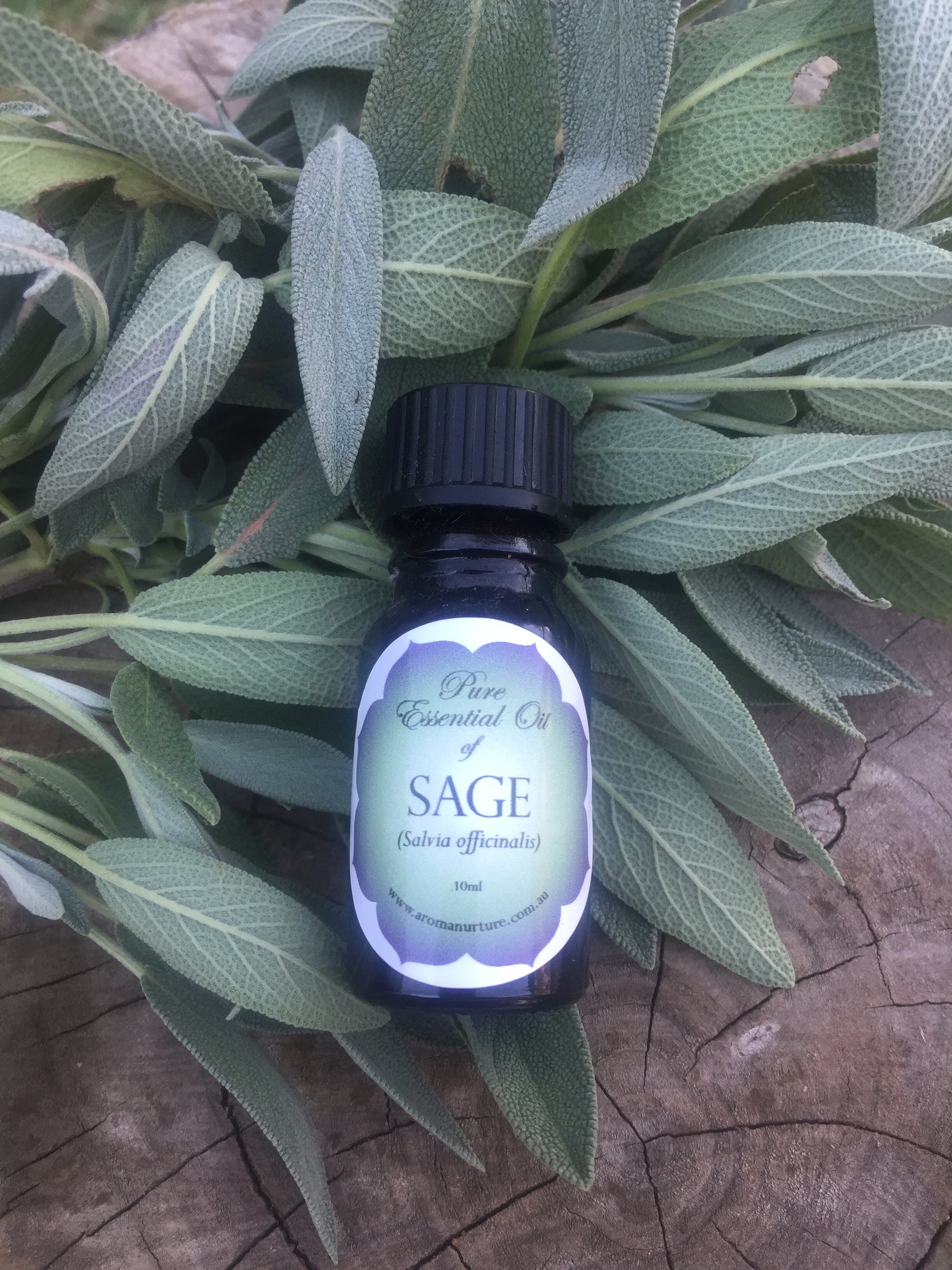 Pure Essential oil of Sage 10mls.(Salvia lavendulaefolia).