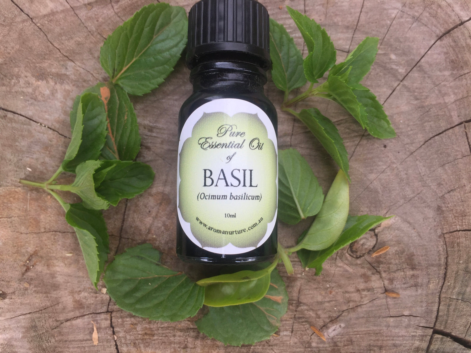 Pure essential oil of Basil 10mls.(Ocimumm basilicum)