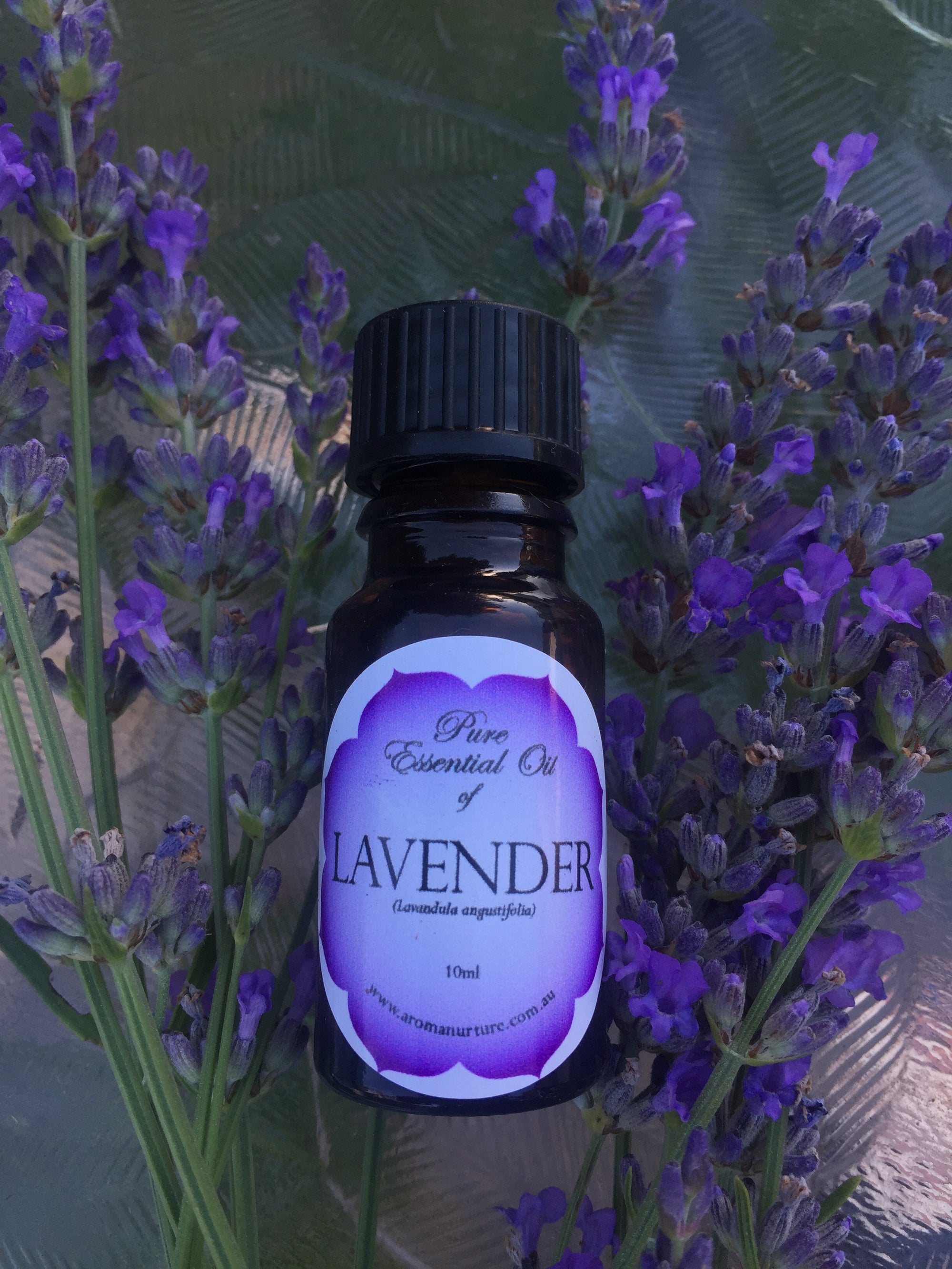 Pure essential oil of Lavender (Lavandula angustifolia) 10mls.