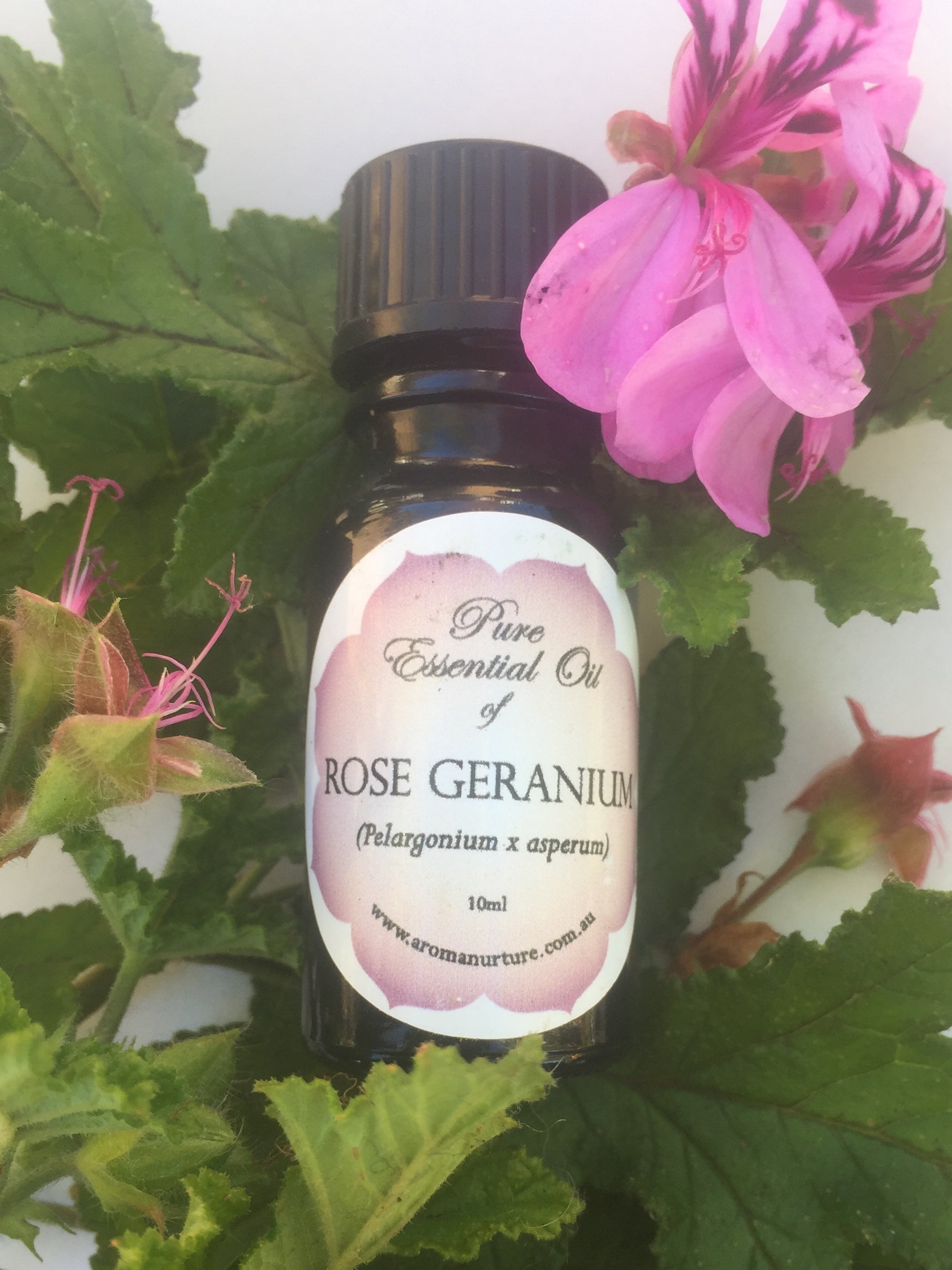 Pure Essential Oil of Rose Geranium